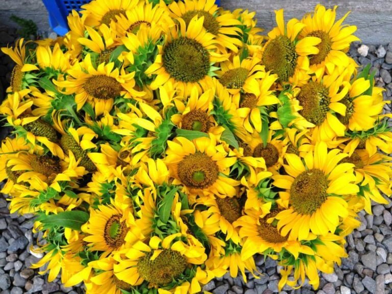 Saturday fun shopping at the Negros Farmers Weekend Market always brings surprises