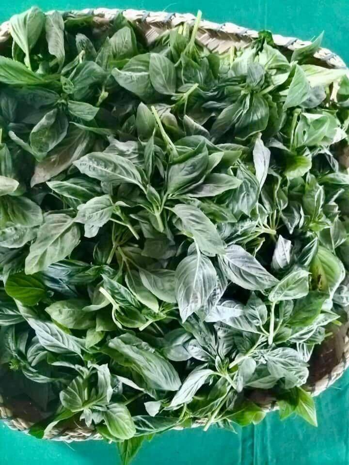 Saturday Habit time at the Negros Farmers Weekend Market! Sunflowers and Hot Pepper in pots, freshly harvested basil leaves, green chili peppers