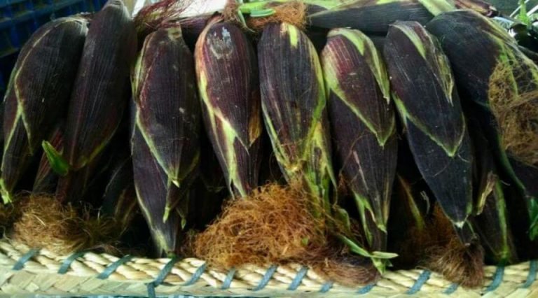 Negros Farmers Weekend Market, March 25, 2023: First crop harvest of the Farm at the Quiet Place. Morado F1 purple corn, Calixto F1 eggplant and Trinity F1 bell pepper.