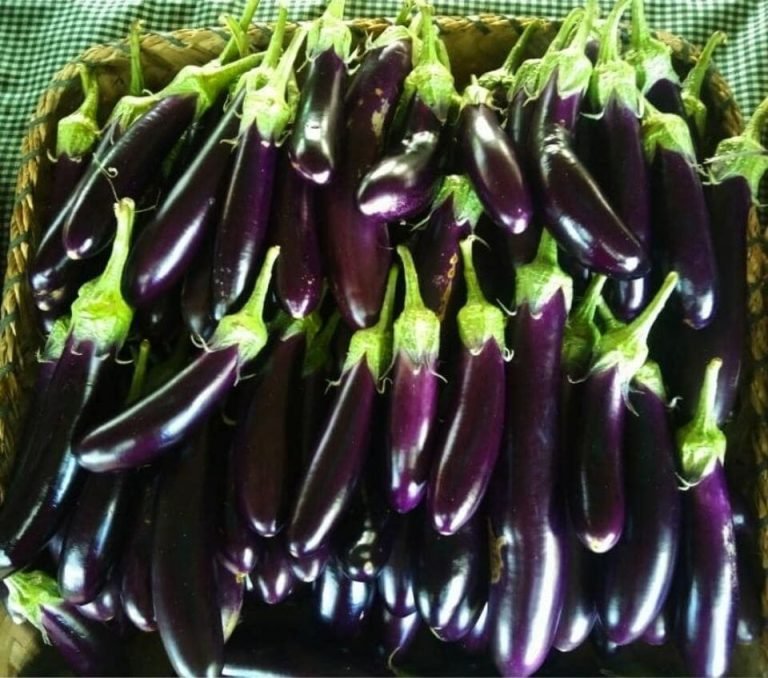 Negros Farmers Weekend Market, March 25, 2023: First crop harvest of the Farm at the Quiet Place. Morado F1 purple corn, Calixto F1 eggplant and Trinity F1 bell pepper.